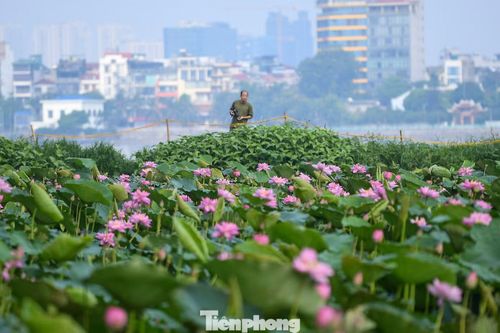 "Từ đầu tháng 6 đến nay, lịch chụp cuối tuần gần như kín. Có ngày tôi thực hiện 2-3 bộ ảnh liên tiếp tại các đầm sen quanh Hồ Tây", một nhiếp ảnh gia tự do cho biết.