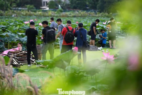 Các chủ đầm sen cho biết lượng khách tăng mạnh so với ngày thường, đặc biệt vào cuối tuần. Nhiều thời điểm, các lối đi trong đầm và những vị trí chụp ảnh đẹp đều kín người chờ đến lượt.