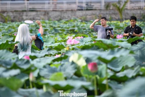 Nguyễn Thu Trang (22 tuổi, sinh viên khu vực Cầu Giấy) cho biết đã lên kế hoạch chụp ảnh sen từ nhiều tuần trước.