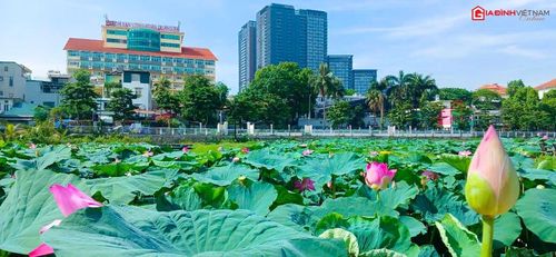 Những bông sen tinh khiết giữa Hà Nội ồn ào.
