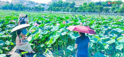 Du khách tập trung tại các đầm sen để lưu lại khoảnh khắc đẹp.