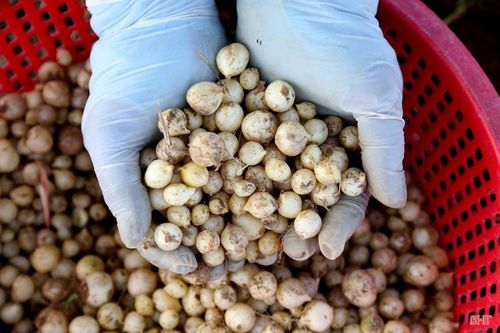 Hành tăm năm nay được đánh giá năng suất không cao nhưng bù lại củ to, đều đẹp được thương lái ưa chuộng.