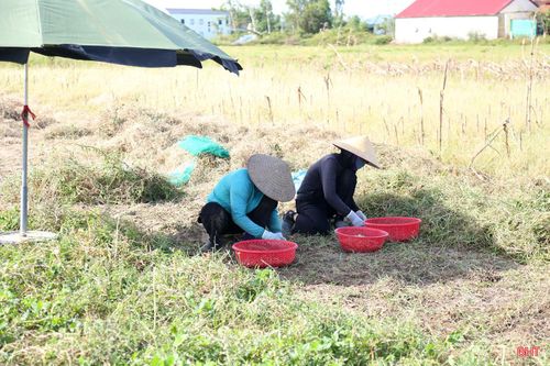 Giữa tiết trời nắng nóng, bà con nông dân ở thôn Hồng Tiến, xã Nghi Xuân và thôn Thuận Mỹ, xã Tiên Điền đang thoăn thoắt đào từng củ hành tăm để bán cho thương lái.