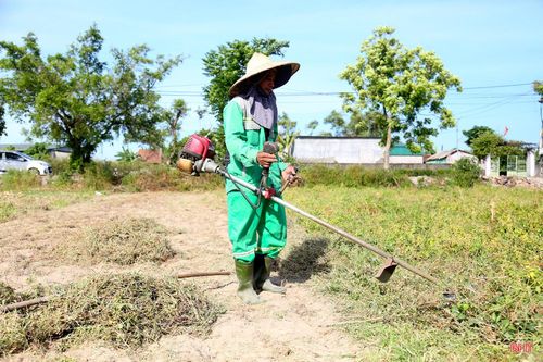 Theo người dân, hành tăm được xuống giống từ đầu năm, sau tầm 6 tháng sinh trưởng, bà con bắt đầu thu hoạch.