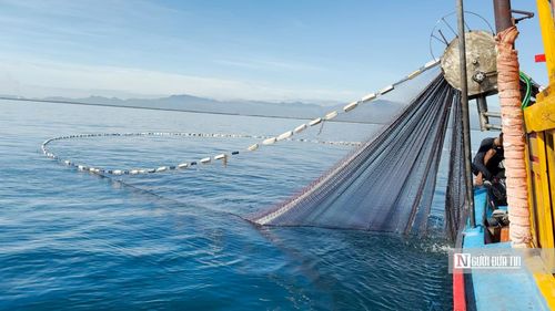 Chỉ trong thời gian ngắn, tấm lưới dài được triển khai, tạo thành vòng tròn khép kín giữa biển."Lưới vây gần bờ chủ yếu bắt cá ngừ sọc dưa, ngừ hoa, cá bạc má, cá nục... Nghề này làm quanh năm, chỉ nghỉ lúc mưa bão", ông Phạm Cường, ngư dân thôn Sơn Trà, xã Vạn Tường chia sẻ.