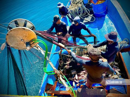Không giống những chuyến biển dài ngày, các tàu lưới vây hoạt động ở khu vực gần bờ. Tuy nhiên, để có được mẻ cá như mong muốn, ngư dân phải liên tục quan sát và phán đoán sự di chuyển của đàn cá.