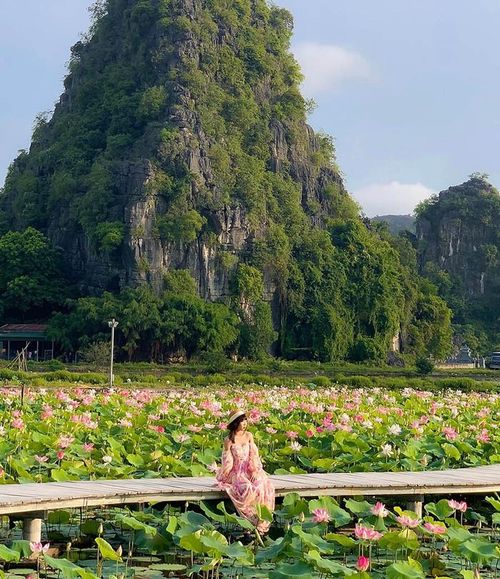 Đẹp ngất ngây mùa sen ở Ninh Bình