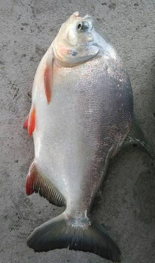 Cá chim trắng