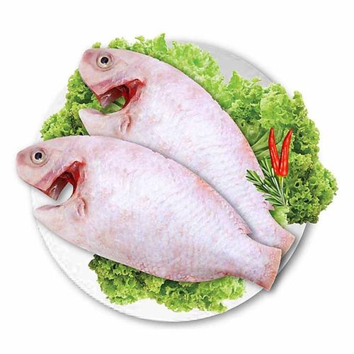 Cá diêu hồng
