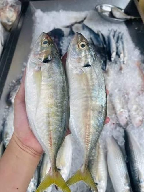 Cá bạc má