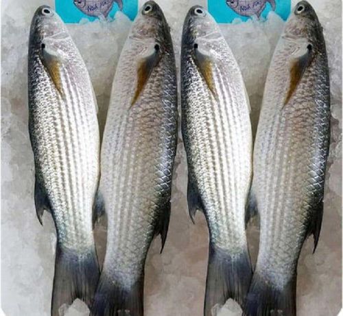 Cá đối