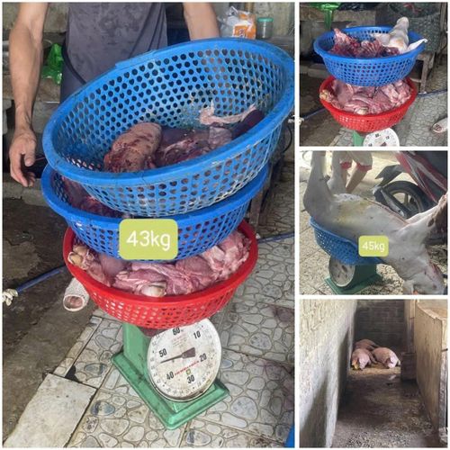 Số lợn bị nhiễm dịch tả lợn châu Phi liên quan đến vụ án