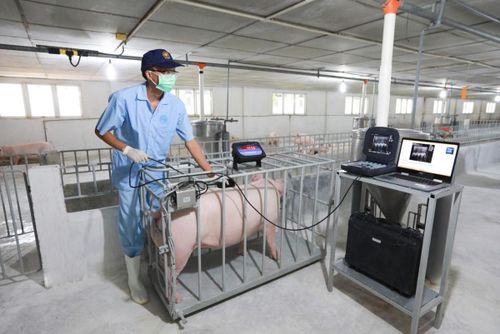 C.P. Việt Nam ứng dụng thiết bị và công nghệ trong quản lý sức khỏe đàn heo tại trang trại. Ảnh: C.P. Việt Nam.
