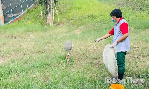 Đội ngũ cán bộ kỹ thuật Vườn Quốc gia Tràm Chim duy trì chế độ chăm sóc, theo dõi sức khỏe đàn sếu đầu đỏ theo quy trình chuyên môn.
