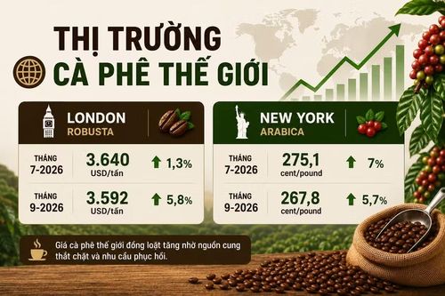  Giá cà phê thế giới tăng mạnh trên cả 2 sàn giao dịch. Ảnh: AI/M.T 