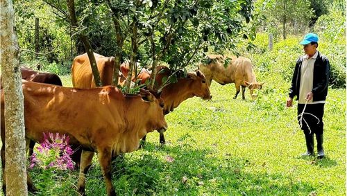Nông dân xã Nam Hải Lăng và nhiều xã miền núi ở tỉnh Quảng Trị có thói quen chăn thả trâu bò trên đồi.