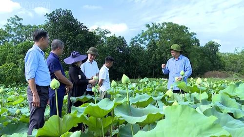 Tại xã Việt Hồng, mô hình được triển khai trên diện tích 1 ha, với 7 giống sen được trồng khảo nghiệm theo 5 nhóm mục đích sử dụng gồm: Lấy hoa, lấy hạt, lấy ngó, lấy củ và lấy lá.