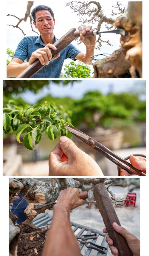 Dưới bàn tay tài hoa cùng kỹ nghệ điêu luyện, những gốc phôi thô ráp dần được đục đẽo, uốn nắn thành mộc thạch nghệ thuật mang giá trị kinh tế cao.
