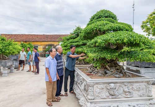 Các nghệ nhân giao lưu chuyên môn tại Trung tâm Triển lãm và giao lưu các sản phẩm cây cảnh nghệ thuật xã Hải Tiến.