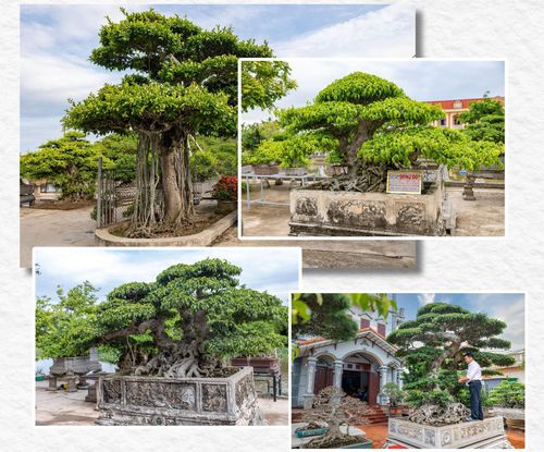Từ những vùng đất canh tác kém hiệu quả, sinh vật cảnh vươn lên trở thành mũi nhọn kinh tế địa phương.