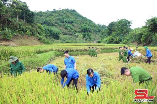 Đông đảo ĐVTN tham gia gặt lúa.