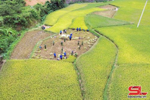 Diện tích ruộng lúa của nhân dân bản Dầu, phường Chiềng Cơi được các lực lượng hỗ trợ công lao động thu hoạch.