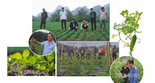 Mô hình trồng dưa chuột và lạc hoa được đưa vào canh tác trên đồng đất Xuân Giang.