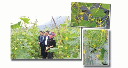 Lãnh đạo xã Xuân Giang thăm mô hình trồng dưa chuột tại thôn Chì.