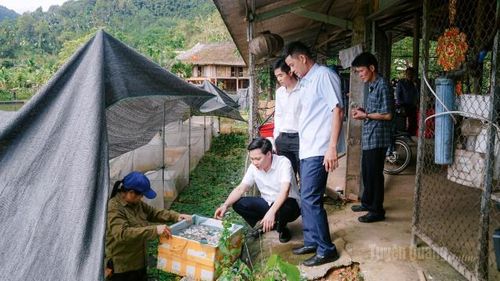 Mô hình nuôi ốc nhồi đen được kỳ vọng mở ra hướng phát triển kinh tế cho người dân thôn Trung, xã Xuân Giang.