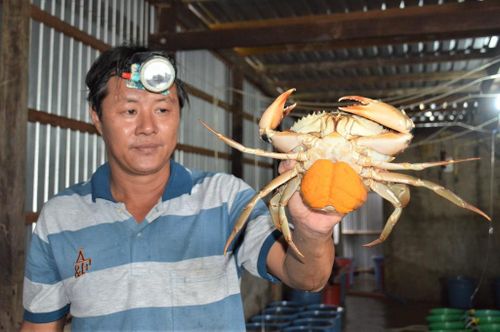 Liên kết giữa HTX và doanh nghiệp giúp mở rộng đầu ra, nâng giá trị thương hiệu cua Cà Mau và góp phần tăng thu nhập cho người nuôi.