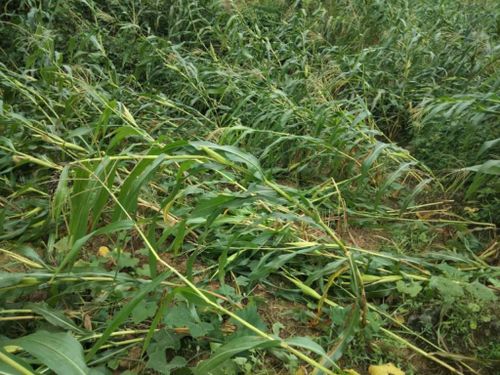 Diện tích ngô tại xã Tĩnh Túc bị đổ, gãy do mưa lớn kèm dông lốc xảy ra từ ngày 20 - 21/6, gây thiệt hại cho sản xuất nông nghiệp của người dân.