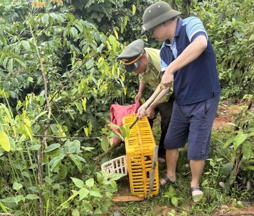 Cá thể Trăn đất được lực lượng chức năng thả về môi trường tự nhiên