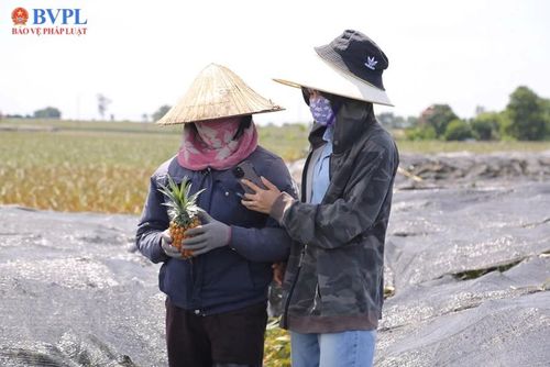  Người dân trao đổi với phóng viên trên đồi dứa