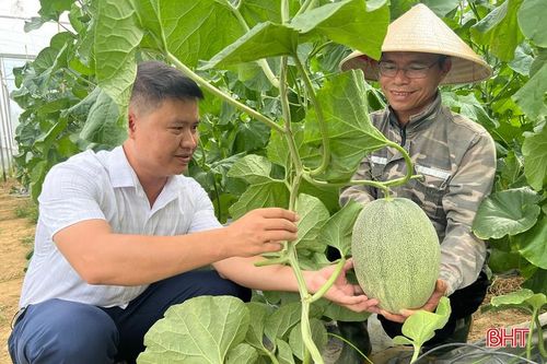 Mỗi quả dưa lưới Kim Hoàng Hậu có trọng lượng từ 3,5 - 4 kg, đạt tiêu chuẩn cung cấp cho thị trường. Với giá bán khoảng 30.000 đồng/kg, mỗi sào dưa lưới Kim Hoàng Hậu mang lại thu nhập từ 50 - 70 triệu đồng. Mỗi năm, gia đình anh Hào sản xuất 4 vụ dưa lưới, tạo nguồn thu nhập ổn định và bền vững.