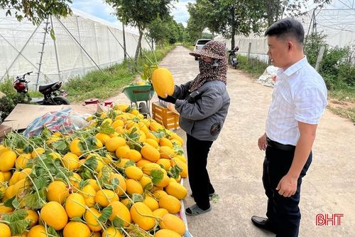 Dưa lưới vàng Thanh Long được người tiêu dùng ưa chuộng nhờ màu vàng bắt mắt, vị ngọt dịu và phù hợp cho nhu cầu thờ cúng, biếu tặng.