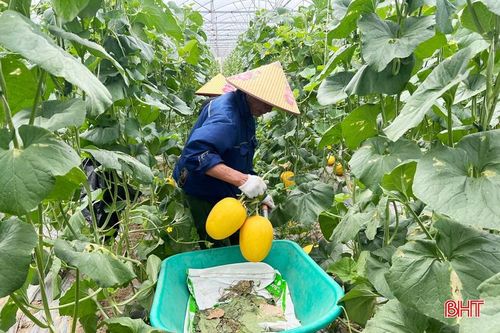 Sau 3 năm gắn bó với cây dưa lưới, anh Nguyễn Anh Hào (thôn Sơn Quang, xã Đức Đồng) đã mở rộng diện tích sản xuất từ 500 m² lên hơn 8.000 m² nhà màng.