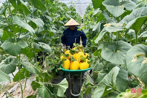 Những ngày này, dưa lưới vàng Thanh Long đang bước vào vụ thu hoạch, cho quả chín đều, màu sắc đẹp mắt.