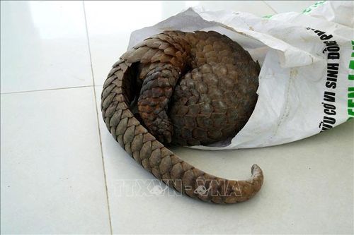 Cá thể tê tê được xã Hàm Kiệm, tỉnh Lâm Đồng tiếp nhận nặng khoảng 10 kg, trong tình trạng còn sống. Ảnh: TTXVN phát
