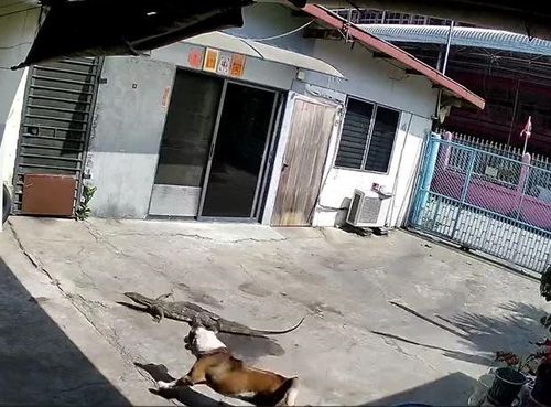 Ảnh cắt từ clip.