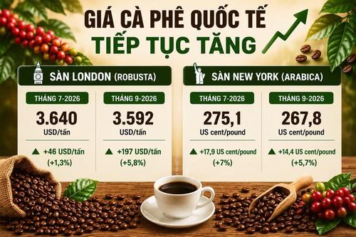 Giá cà phê trên thị trường quốc tế tiếp đà tăng trong ngày 23-6. Ảnh: AI/M.T 