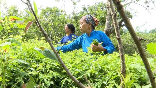 Người dân xã Bắc Hà chủ động điều chỉnh thời gian và kỹ thuật chăm sóc cây trồng nhằm thích ứng với thời tiết nắng nóng kéo dài.