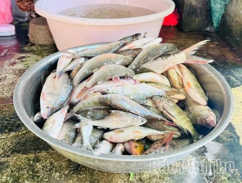 Cá sông Chảy nức tiếng về độ thơm ngon và đa dạng. Ngoài cá quất, ngạnh, còn có chiên, chép, trắm...và tôm tép đặc sản.