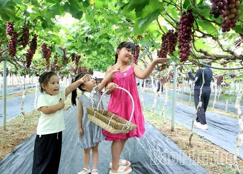 Các bạn nhỏ thích thú khi được ngắm nhìn những chùm nho chín mọng.