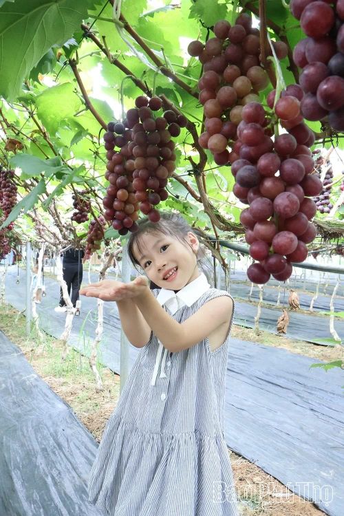 Cuộc thi ảnh “Lạc vào nông trại nho Sông Lô” đang thu hút 300-400 lượt du khách từ khắp nơi đến checkin tại nông trại mỗi ngày.
