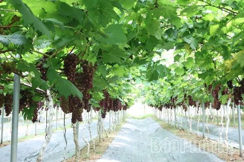 Từ vùng đất bỏ hoang chỉ trồng cây màu ngắn ngày, Trần Duy Đoan đã biến đất cằn thành vườn nho xanh tốt.