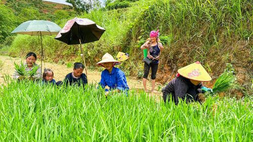 Người dân tất bật nhổ mạ, chuẩn bị cho vụ cấy mới.