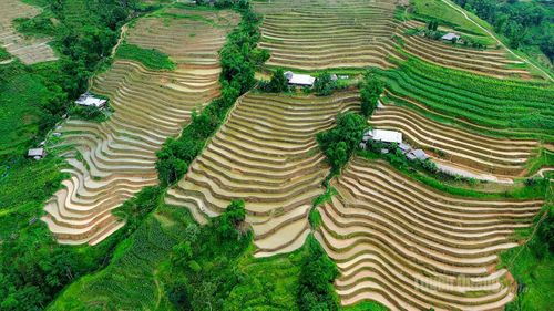 Những thửa ruộng được đắp bờ công phu, thể hiện kinh nghiệm canh tác của đồng bào qua nhiều thế hệ.