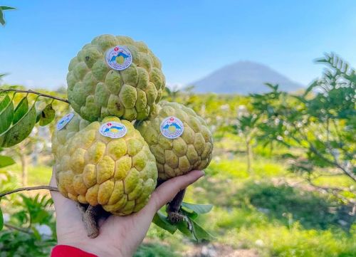 Các HTX đẩy mạnh đóng gói, gắn tem truy xuất nguồn gốc và xây dựng thương hiệu cho mãng cầu Bà Đen, góp phần mở rộng thị trường tiêu thụ và gia tăng thu nhập cho thành viên.