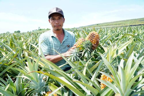 Sản xuất độc canh quy mô lớn luôn đi kèm với rủi ro nếu không có kế hoạch sản xuất cụ thể.