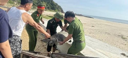 Các lực lượng chức năng thả cá thể rùa về tự nhiên. Ảnh: Công an Hà Tĩnh.